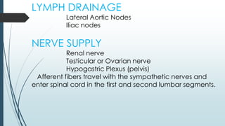 LYMPH DRAINAGE
Lateral Aortic Nodes
Iliac nodes
NERVE SUPPLY
Renal nerve
Testicular or Ovarian nerve
Hypogastric Plexus (pelvis)
Afferent fibers travel with the sympathetic nerves and
enter spinal cord in the first and second lumbar segments.
 
