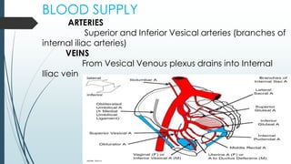 BLOOD SUPPLY
ARTERIES
Superior and Inferior Vesical arteries (branches of
internal iliac arteries)
VEINS
From Vesical Venous plexus drains into Internal
Iliac vein
 