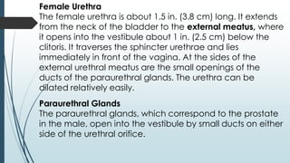 Paraurethral Glands
The paraurethral glands, which correspond to the prostate
in the male, open into the vestibule by small ducts on either
side of the urethral orifice.
Female Urethra
The female urethra is about 1.5 in. (3.8 cm) long. It extends
from the neck of the bladder to the external meatus, where
it opens into the vestibule about 1 in. (2.5 cm) below the
clitoris. It traverses the sphincter urethrae and lies
immediately in front of the vagina. At the sides of the
external urethral meatus are the small openings of the
ducts of the paraurethral glands. The urethra can be
dilated relatively easily.
 