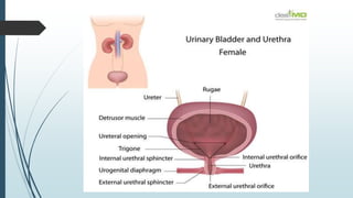 URINARY SYSTEM & Details about urine & it's components