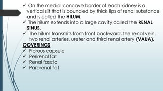  On the medial concave border of each kidney is a
vertical slit that is bounded by thick lips of renal substance
and is called the HILUM.
 The hilum extends into a large cavity called the RENAL
SINUS.
 The hilum transmits from front backward, the renal vein,
two renal arteries, ureter and third renal artery (VAUA).
COVERINGS
 Fibrous capsule
 Perirenal fat
 Renal fascia
 Pararenal fat
 
