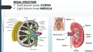 RENAL STRUCTURE
 Dark brown outer CORTEX
 Light brown inner MEDULLA
 