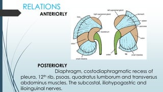 RELATIONS
ANTERIORLY
POSTERIORLY
Diaphragm, costodiaphragmatic recess of
pleura, 12th rib, psoas, quadratus lumborum and transversus
abdominus muscles. The subcostal, iliohypogastric and
ilioinguinal nerves.
 