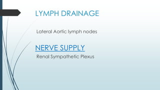 LYMPH DRAINAGE
Lateral Aortic lymph nodes
NERVE SUPPLY
Renal Sympathetic Plexus
 