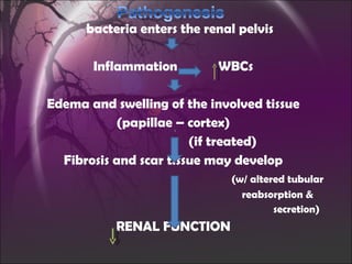bacteria enters the renal pelvis Inflammation  WBCs Edema and swelling of the involved tissue (papillae – cortex) (if treated) Fibrosis and scar tissue may develop (w/ altered tubular  reabsorption &  secretion) RENAL FUNCTION 