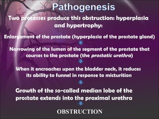 Two processes produce this obstruction: hyperplasia and hypertrophy: Enlargement of the prostate (hyperplasia of the prostate gland) Narrowing of the lumen of the segment of the prostate that courses to the prostate (the  prostatic urethra ) When it encroaches upon the bladder neck, it reduces its ability to funnel in response to micturition Growth of the so-called median lobe of the prostate extends into the proximal urethra OBSTRUCTION 