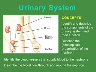 Urinary System
CONCEPTS
Identify and describe
the components of the
urinary system and
their function
Describe the
(histological)
organization of the
nephron
Identify the blood vessels that supply blood to the nephrons
Describe the blood flow through and around the nephron
 