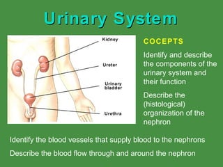 Urinary System COCEPTS Identify and describe the components of the urinary system and their function Describe the (histological) organization of the nephron Identify the blood vessels that supply blood to the nephrons Describe the blood flow through and around the nephron 