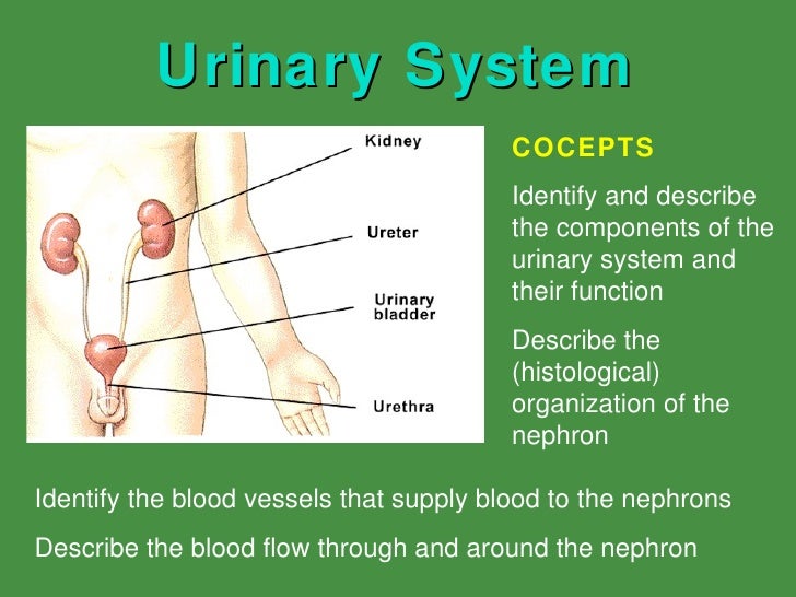 Urinary System