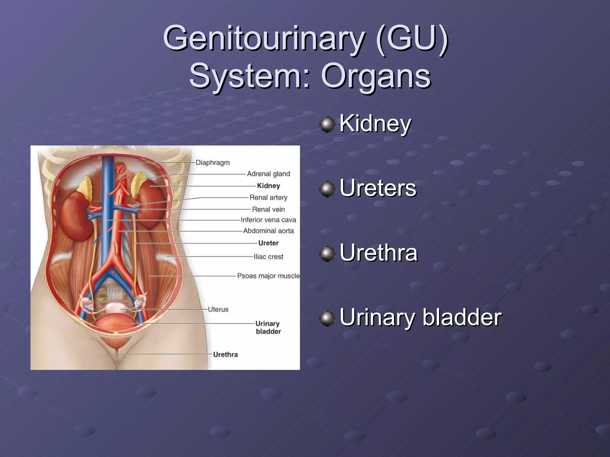 Genitourinary (GU)  System: Organs Kidney  Ureters Urethra Urinary bladder 