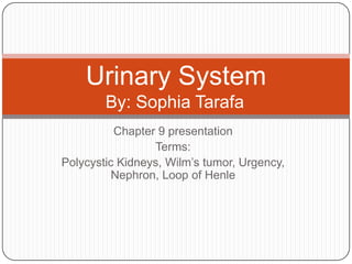 Chapter 9 presentation Terms: Polycystic Kidneys, Wilm’s tumor, Urgency, Nephron, Loop of Henle Urinary SystemBy: Sophia Tarafa	 