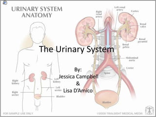 The Urinary System	 By:  Jessica Campbell  & Lisa D’Amico 