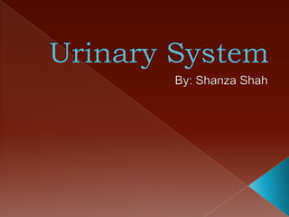 Urinary System  By: Shanza Shah 