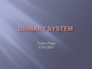 Urinary System Taylor Popp 3/16/2011 