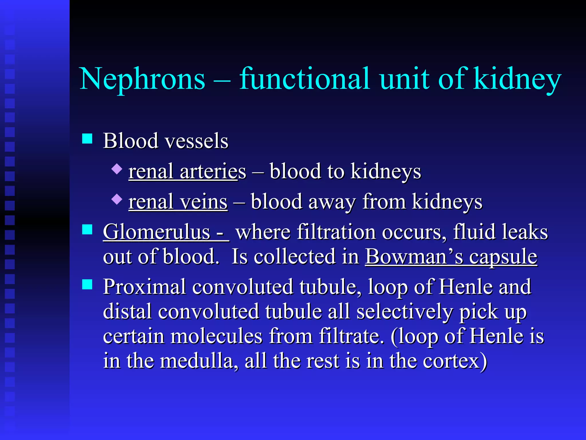 Nephrons – functional unit of kidney Blood vessels renal arterie s – blood to kidneys renal veins  – blood away from kidneys   Glomerulus -  where filtration occurs, fluid leaks out of blood.  Is collected in  Bowman’s capsule   Proximal convoluted tubule, loop of Henle and distal convoluted tubule all selectively pick up certain molecules from filtrate. (loop of Henle is in the medulla, all the rest is in the cortex) 