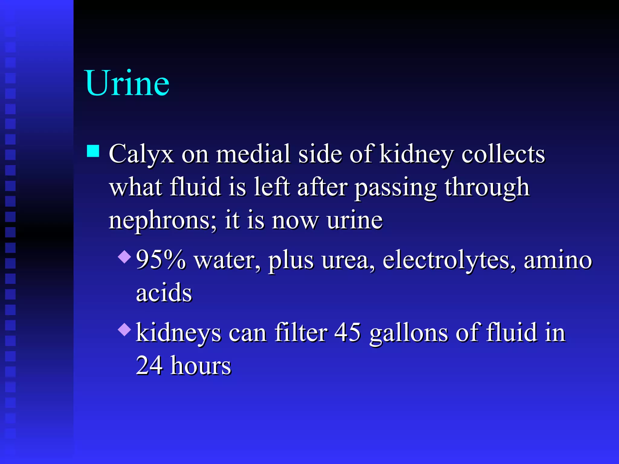 Urine Calyx on medial side of kidney collects what fluid is left after passing through nephrons; it is now urine 95% water, plus urea, electrolytes, amino acids   kidneys can filter 45 gallons of fluid in 24 hours   