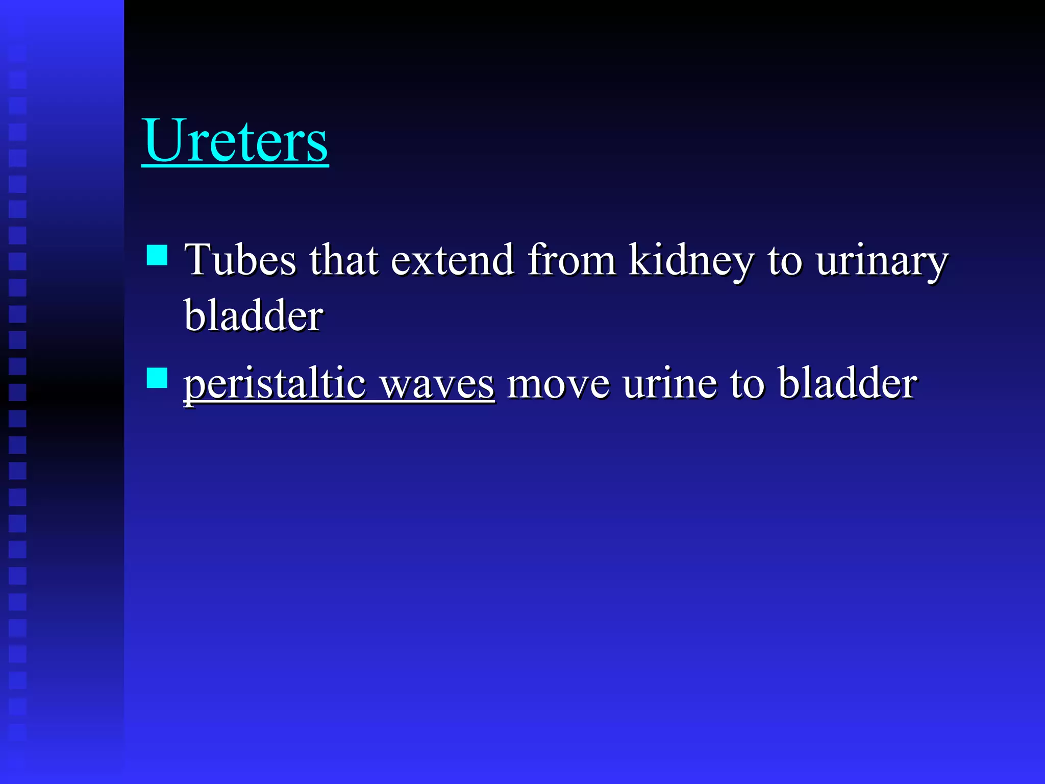 Ureters Tubes that extend from kidney to urinary bladder  peristaltic waves  move urine to bladder   