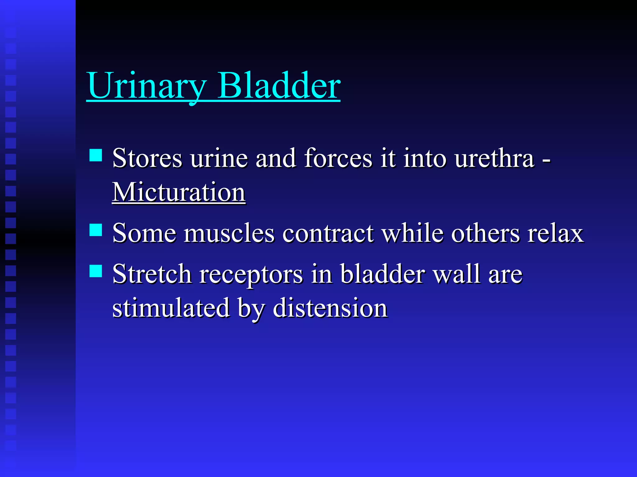 Urinary Bladder   Stores urine and forces it into urethra -  Micturation   Some muscles contract while others relax  Stretch receptors in bladder wall are stimulated by distension  