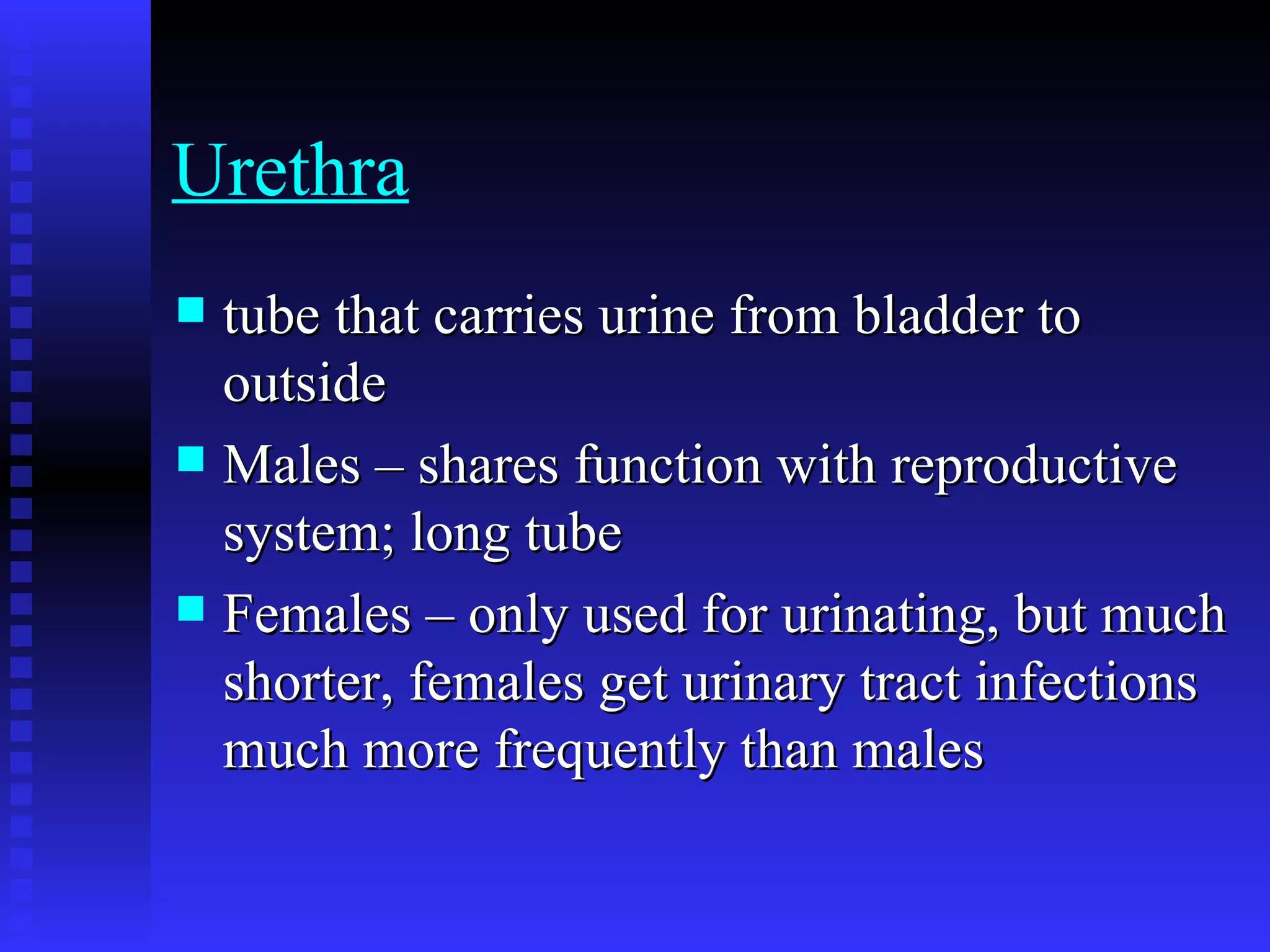 Urethra   tube that carries urine from bladder to outside   Males – shares function with reproductive system; long tube   Females – only used for urinating, but much shorter, females get urinary tract infections much more frequently than males   
