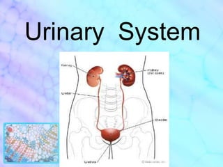 Urinary  System 