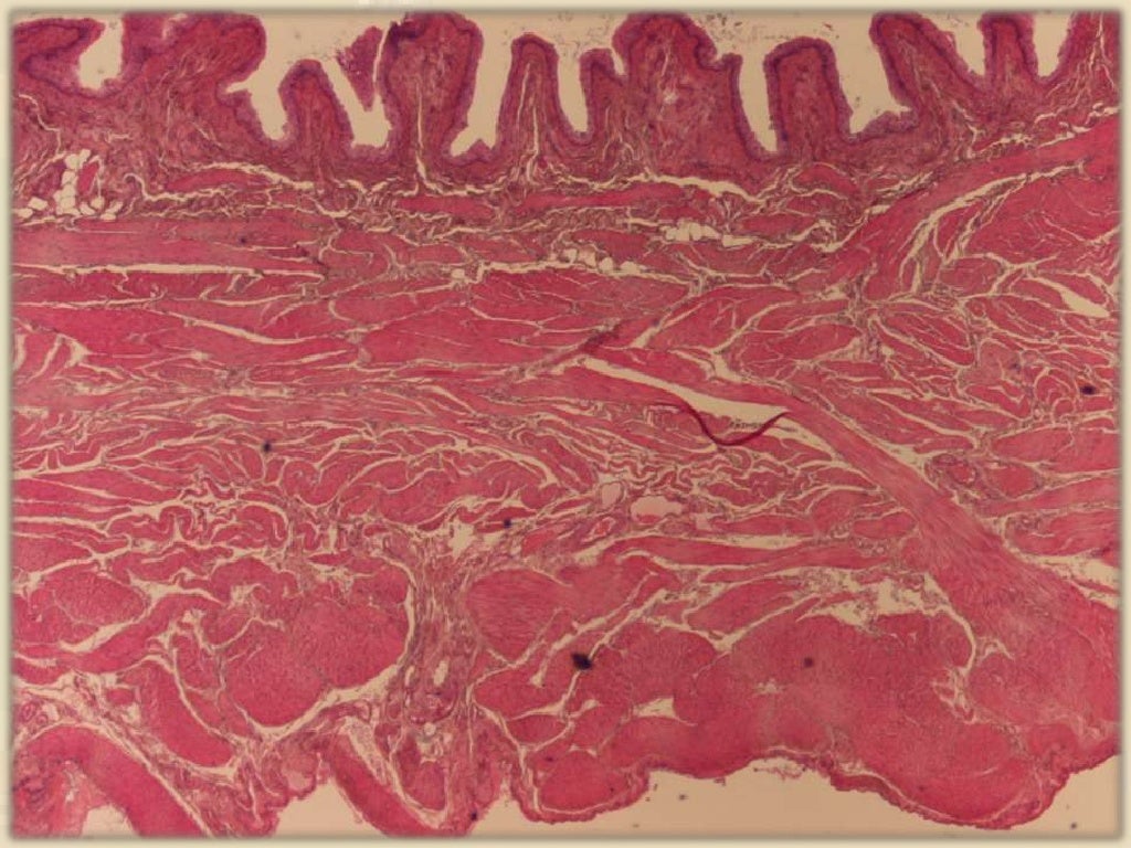 Urinary system