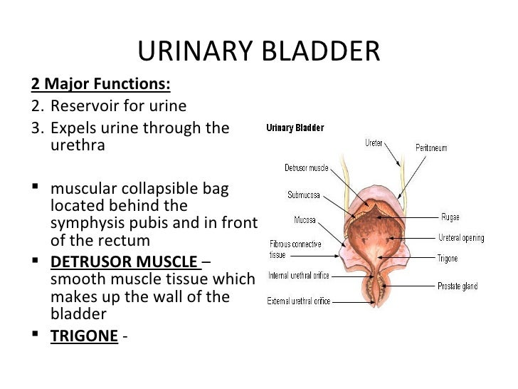 Urinary system