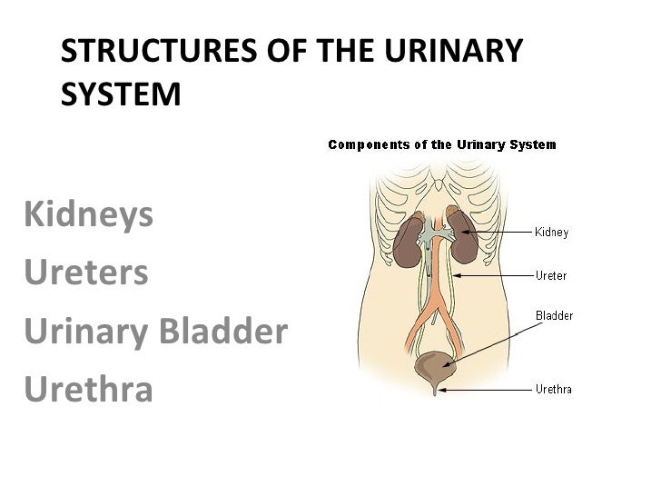 Urinary system essay