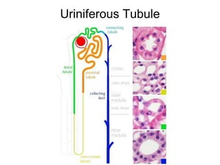 Uriniferous Tubule 