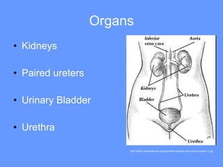 Organs Kidneys Paired ureters Urinary Bladder Urethra http://static.howstuffworks.com/gif/define-kidneys-and-urinary-system-1.jpg 