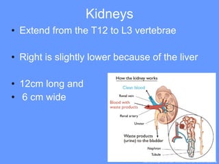 Kidneys Extend from the T12 to L3 vertebrae Right is slightly lower because of the liver 12cm long and 6 cm wide http://www.engin.umich.edu/~cre/web_mod/viper/pics/kidneys2.bmp 