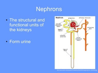 Nephrons The structural and functional units of the kidneys Form urine http://www.auburn.edu/academic/classes/zy/hist0509/image/nephron_colorfinal.jpg 