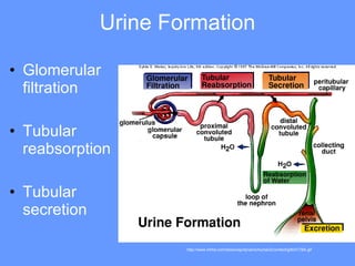 Urine Formation Glomerular filtration Tubular reabsorption Tubular secretion http://www.mhhe.com/biosci/ap/dynamichuman2/content/gifs/0178A.gif 