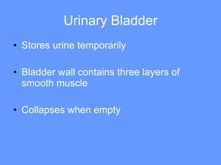 Urinary Bladder Stores urine temporarily Bladder wall contains three layers of smooth muscle Collapses when empty 