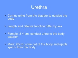 Urethra Carries urine from the bladder to outside the body Length and relative function differ by sex Female: 3-4 cm: conduct urine to the body exterior Male: 20cm: urine out of the body and ejects sperm from the body 