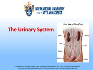 The Urinary System




  City Campus, L1.10, Cova Square, Jalan Teknologi, Kota Damansara, PJU 5, 47810 Petaling Jaya, Selangor
       Phone: 03-6142 6666 Fax: 03-6142 6655 Website: www.iucn.edu.my Email: info@iucn.edu.my
 