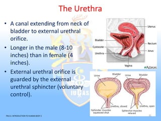 Urinary system | PPTX