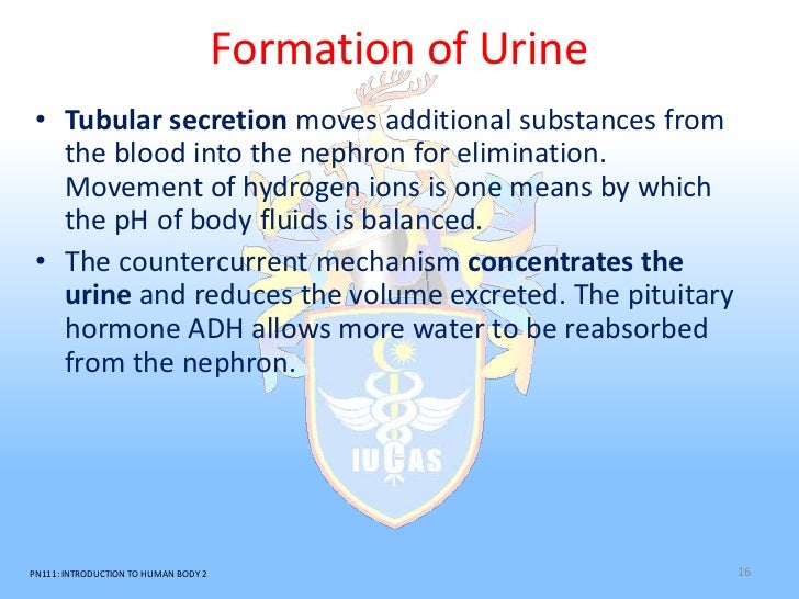 water path through the urinary system human body Learn about how the urinary system maintains the human body by influencing blood composition and volume and understand how the kidneys are opening it to release excess water or closing it to retain water this system is all about including through the hormonal control of kidney. water path through the urinary system human body Learn about how the urinary system maintains the human body by influencing blood composition and volume and understand how the kidneys are opening it to release excess water or closing it to retain water this system is all about including through the hormonal control of kidney.