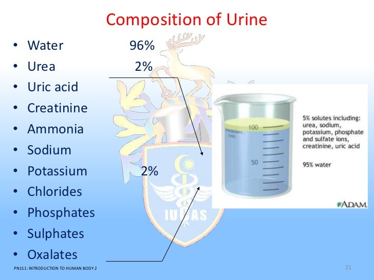 Urinary system