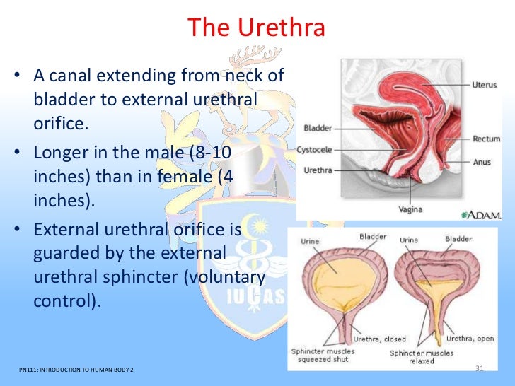 Urinary system