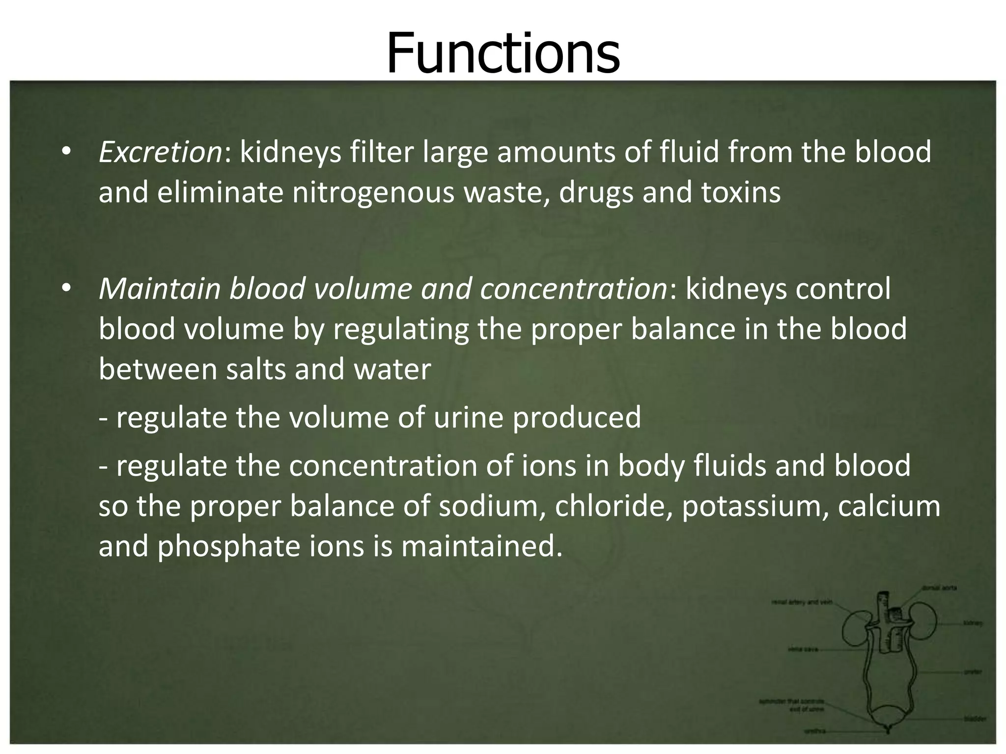 Functions
• Excretion: kidneys filter large amounts of fluid from the blood
  and eliminate nitrogenous waste, drugs and toxins

• Maintain blood volume and concentration: kidneys control
  blood volume by regulating the proper balance in the blood
  between salts and water
  - regulate the volume of urine produced
  - regulate the concentration of ions in body fluids and blood
  so the proper balance of sodium, chloride, potassium, calcium
  and phosphate ions is maintained.
 
