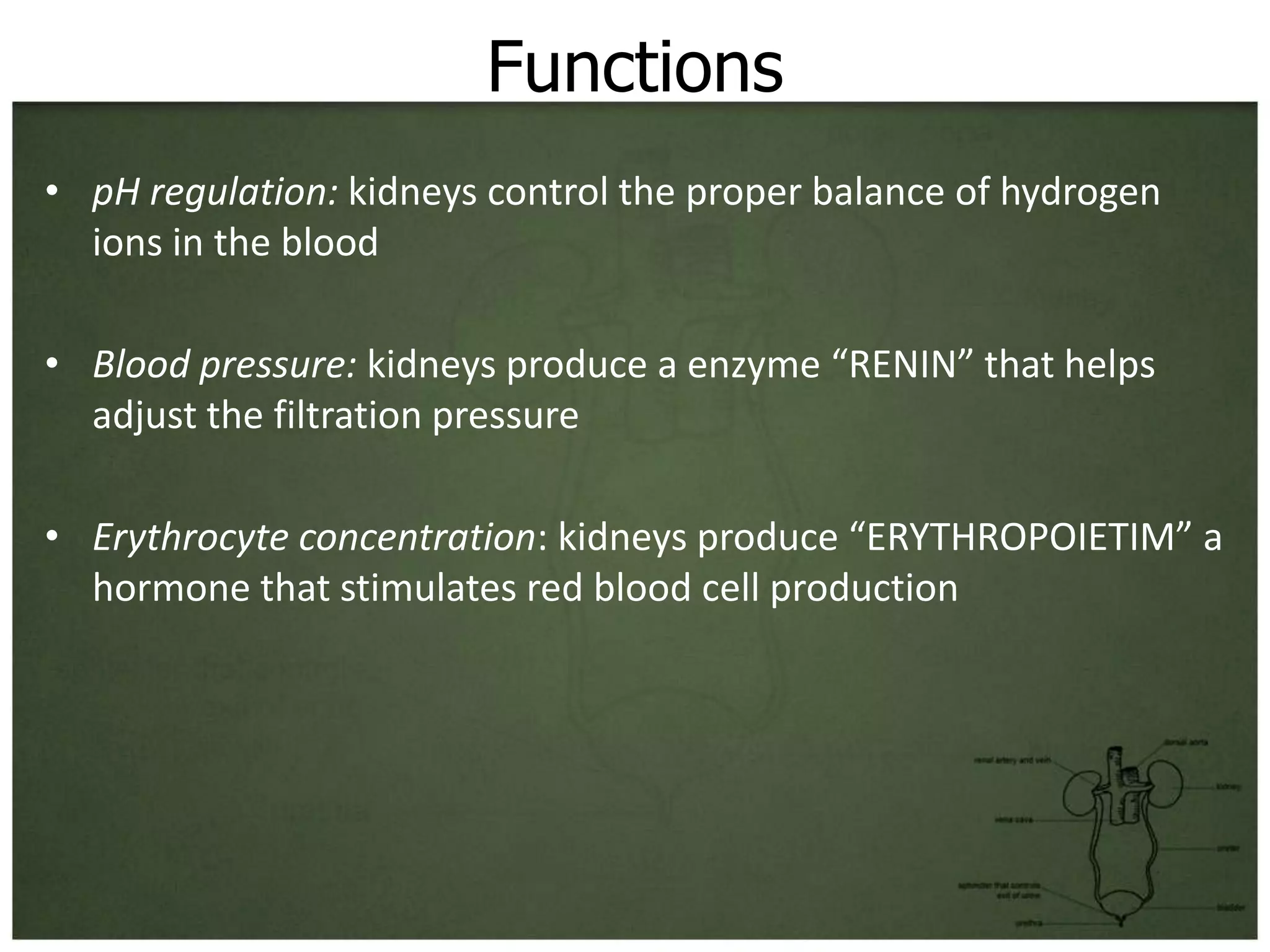 Functions
• pH regulation: kidneys control the proper balance of hydrogen
  ions in the blood

• Blood pressure: kidneys produce a enzyme “RENIN” that helps
  adjust the filtration pressure

• Erythrocyte concentration: kidneys produce “ERYTHROPOIETIM” a
  hormone that stimulates red blood cell production
 