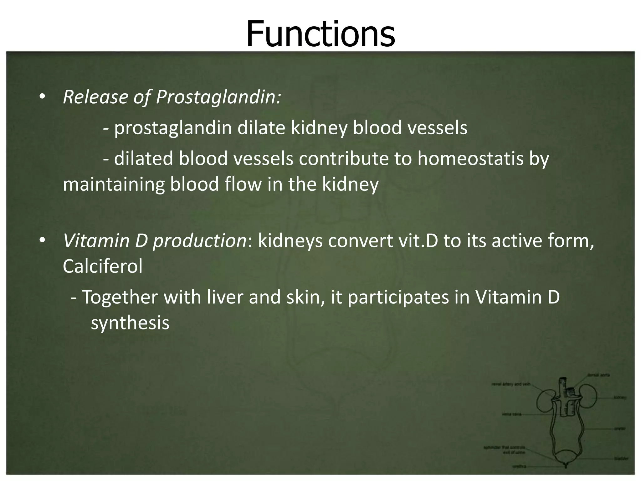 Functions
• Release of Prostaglandin:
      - prostaglandin dilate kidney blood vessels
      - dilated blood vessels contribute to homeostatis by
  maintaining blood flow in the kidney

• Vitamin D production: kidneys convert vit.D to its active form,
  Calciferol
   - Together with liver and skin, it participates in Vitamin D
      synthesis
 
