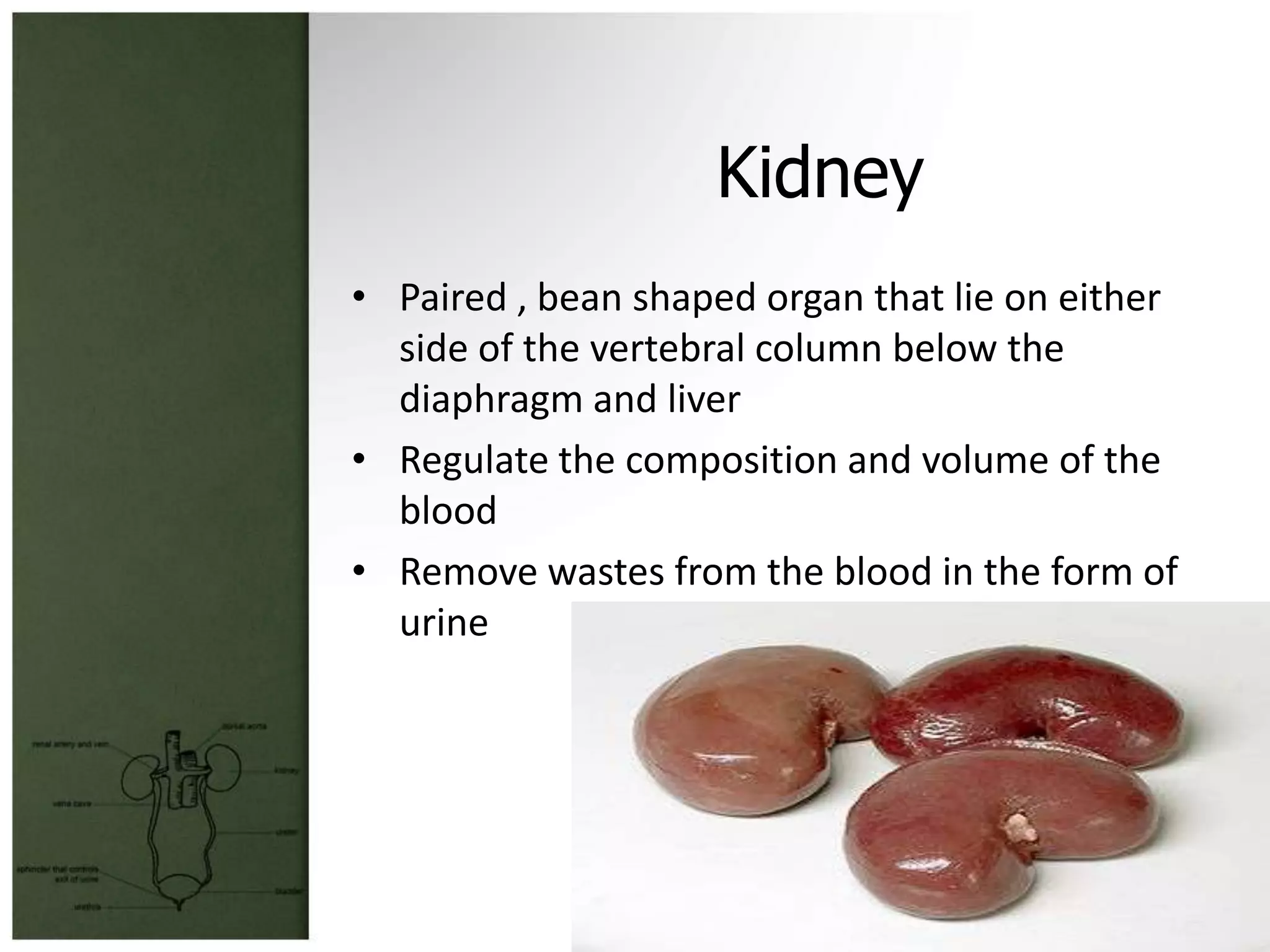 Kidney
• Paired , bean shaped organ that lie on either
  side of the vertebral column below the
  diaphragm and liver
• Regulate the composition and volume of the
  blood
• Remove wastes from the blood in the form of
  urine
 
