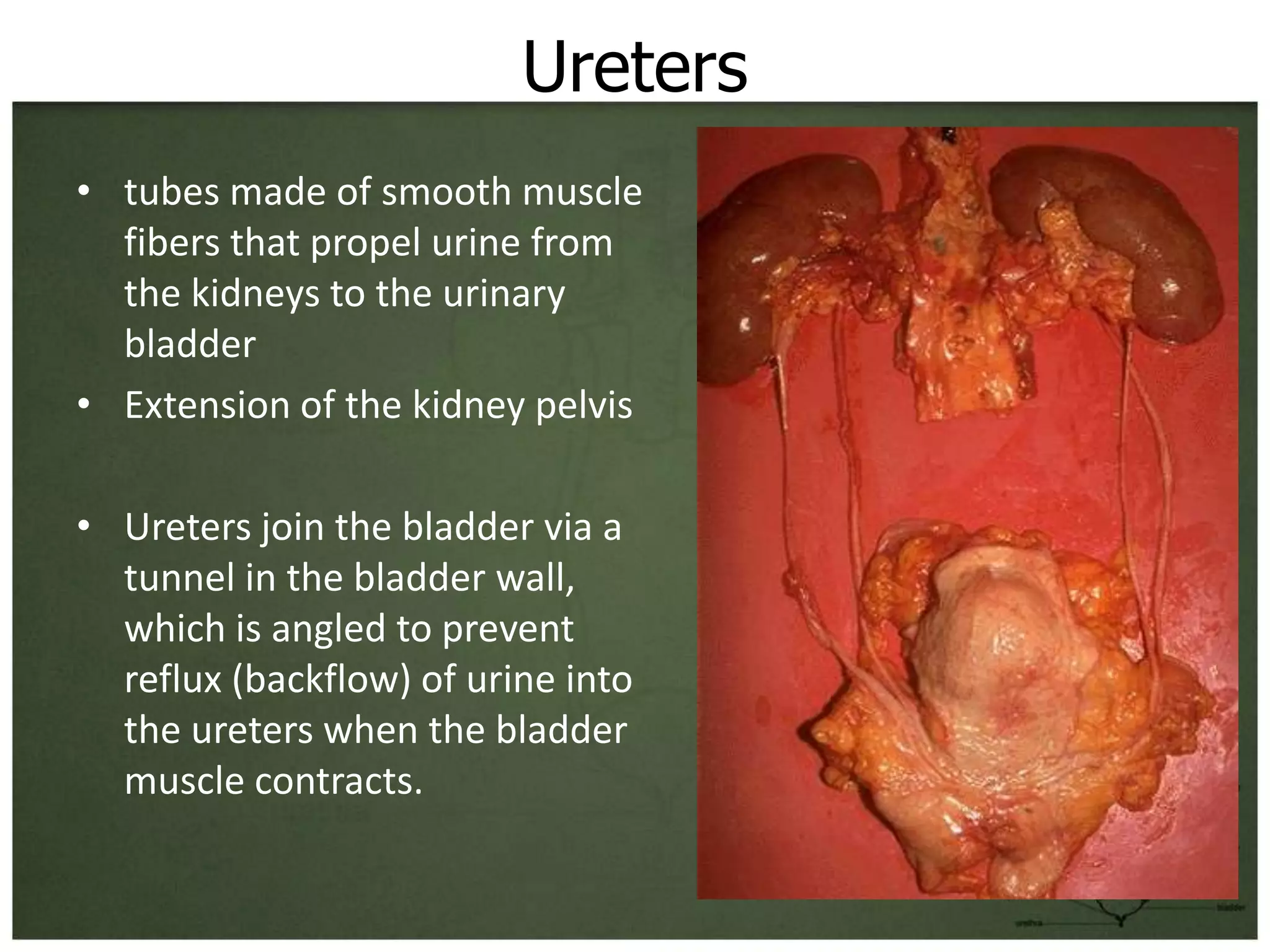 Ureters
• tubes made of smooth muscle
  fibers that propel urine from
  the kidneys to the urinary
  bladder
• Extension of the kidney pelvis

• Ureters join the bladder via a
  tunnel in the bladder wall,
  which is angled to prevent
  reflux (backflow) of urine into
  the ureters when the bladder
  muscle contracts.
 