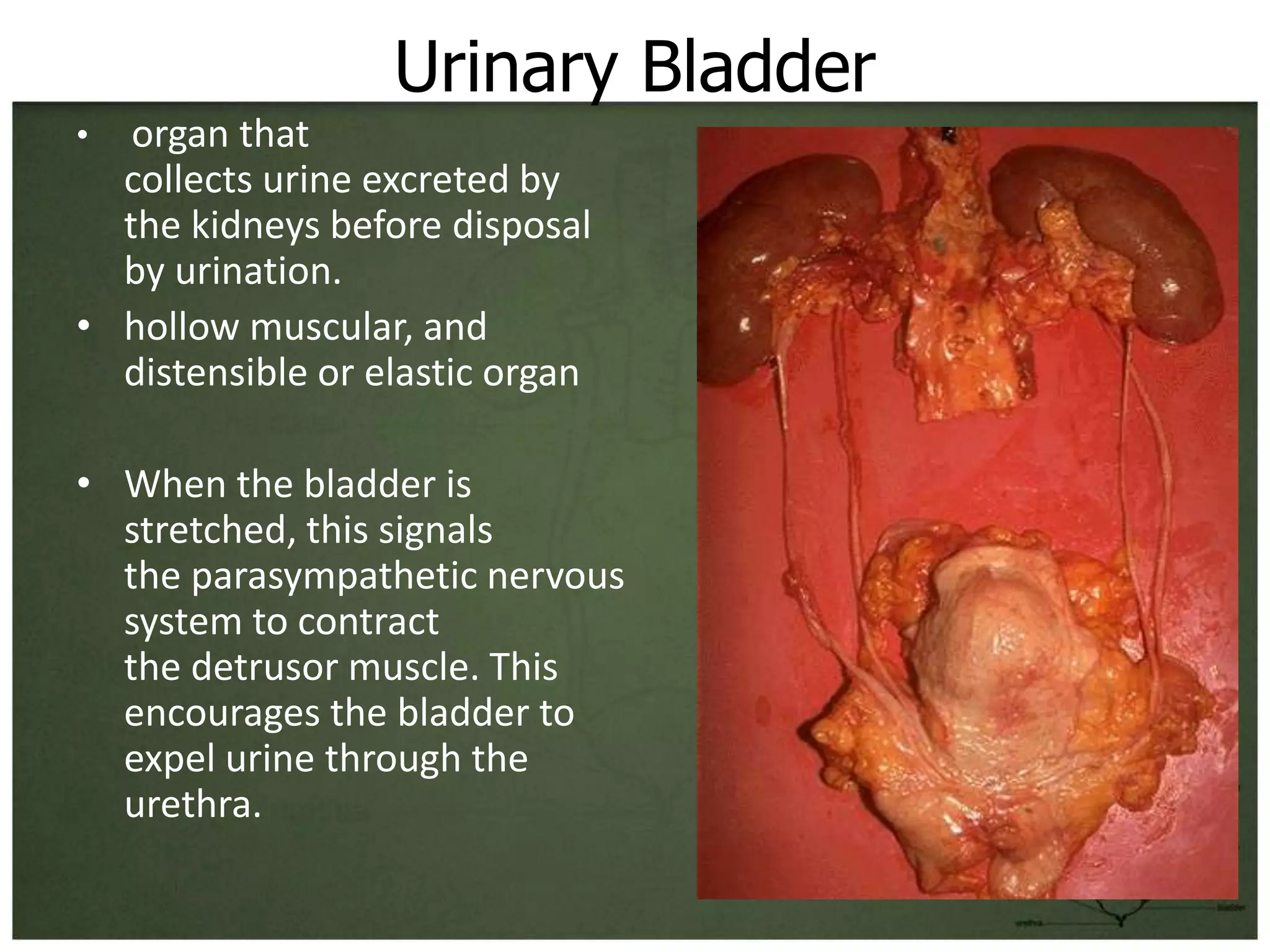 Urinary Bladder
•  organ that
  collects urine excreted by
  the kidneys before disposal
  by urination.
• hollow muscular, and
  distensible or elastic organ

• When the bladder is
  stretched, this signals
  the parasympathetic nervous
  system to contract
  the detrusor muscle. This
  encourages the bladder to
  expel urine through the
  urethra.
 