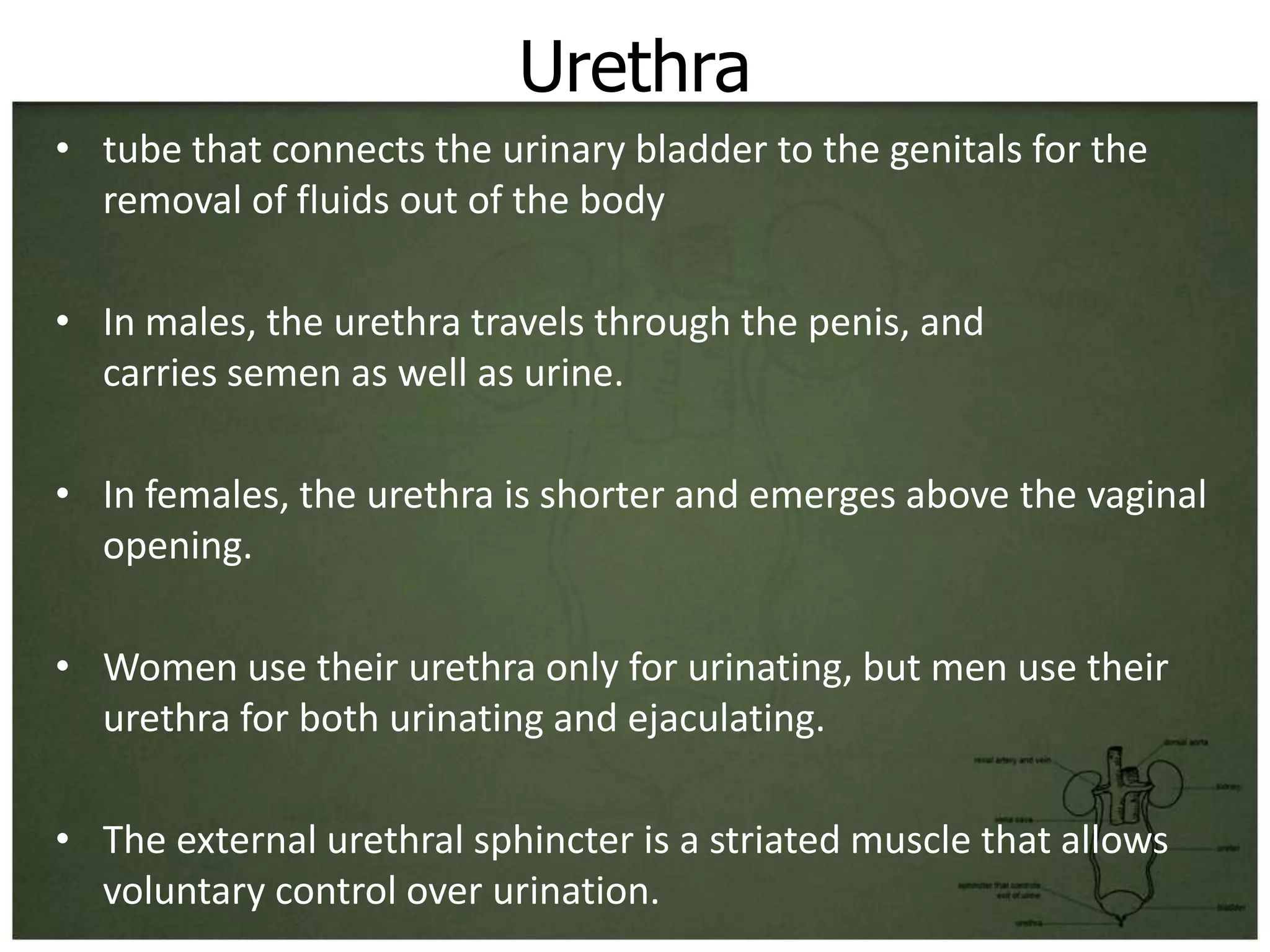 Urethra
• tube that connects the urinary bladder to the genitals for the
  removal of fluids out of the body

• In males, the urethra travels through the penis, and
  carries semen as well as urine.

• In females, the urethra is shorter and emerges above the vaginal
  opening.

• Women use their urethra only for urinating, but men use their
  urethra for both urinating and ejaculating.

• The external urethral sphincter is a striated muscle that allows
  voluntary control over urination.
 