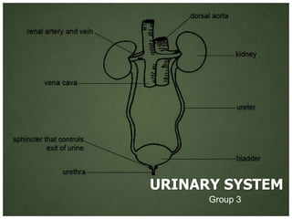 URINARY SYSTEM
      Group 3
 