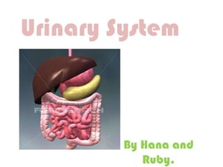 Urinary System



         By Hana and
            Ruby.
 