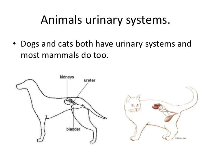 Urinary system