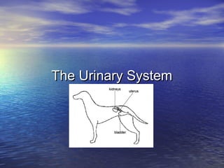 The Urinary System
 